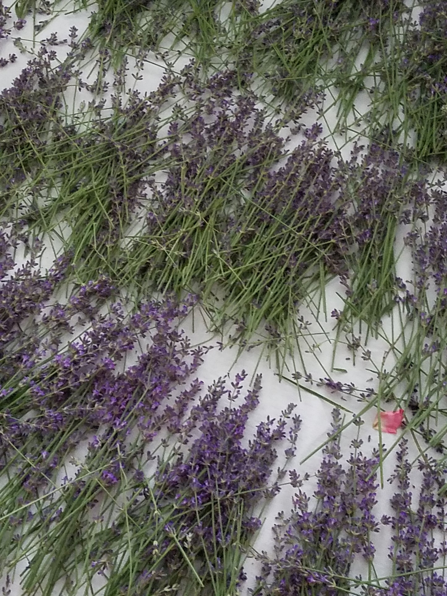 Lavender drying