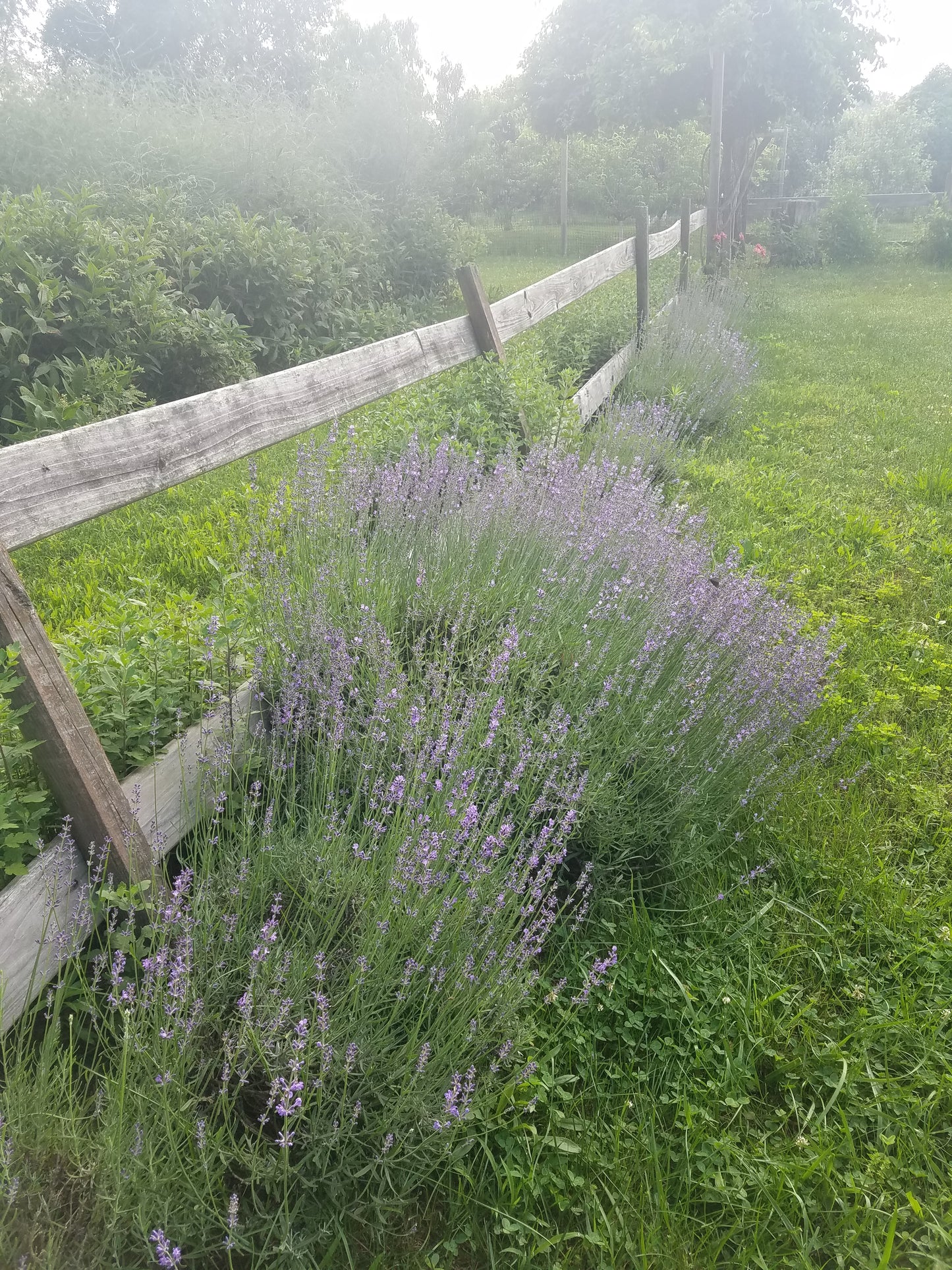 Lavender in Bunches