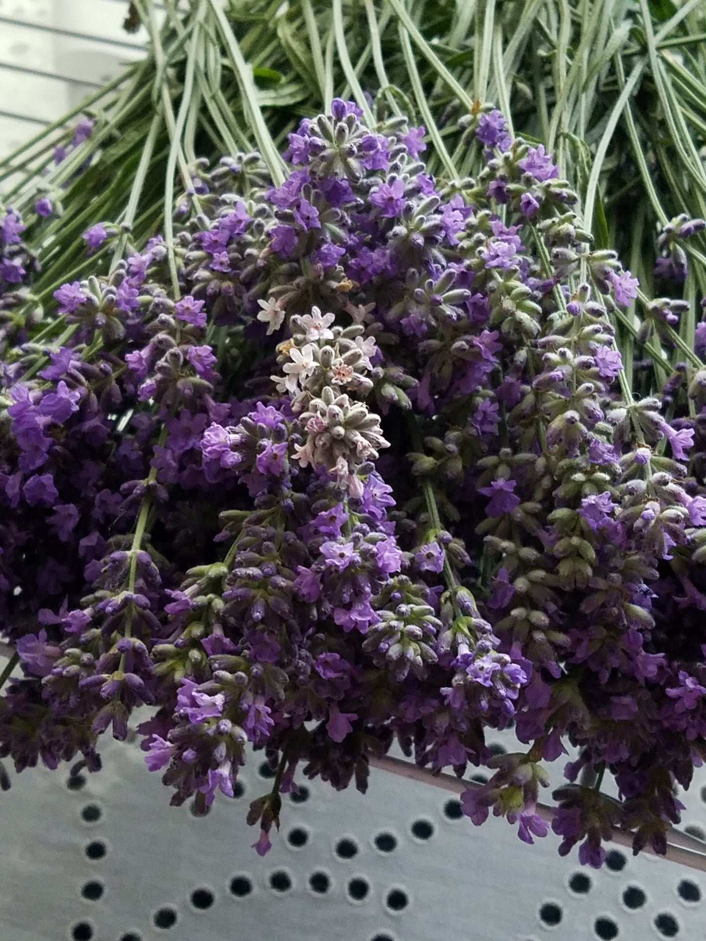 Comparing the white with the more traditional purple