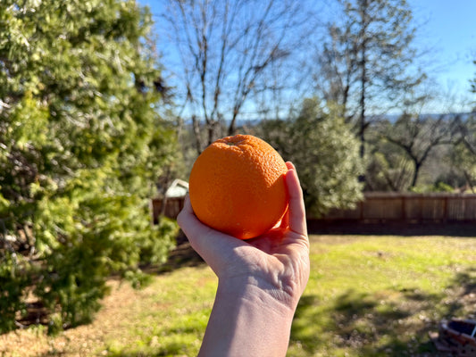 Handpicked Organic Oranges